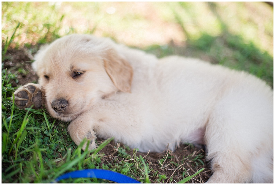 Jackson 7 Week Old Golden Retriever Puppy Virginia Wedding