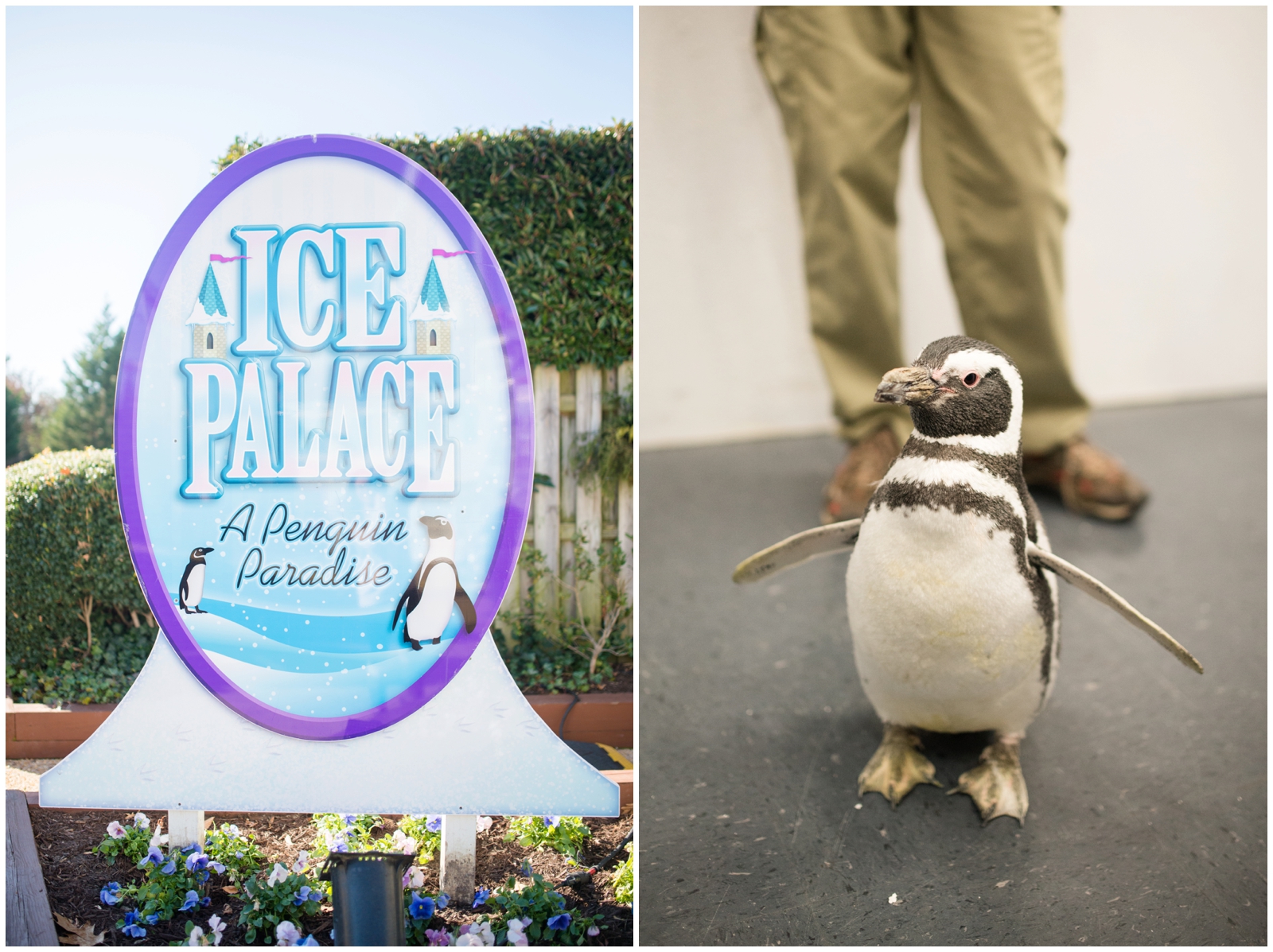 busch gardens williamsburg christmastown virginia engagement pictures