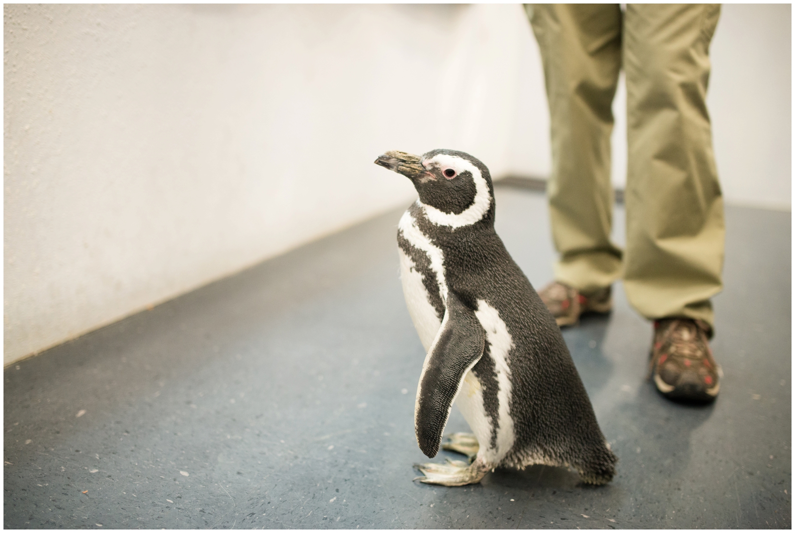 busch gardens williamsburg christmastown virginia engagement pictures